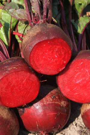 Rode biet 'Kogel 2' - Afbeelding 3