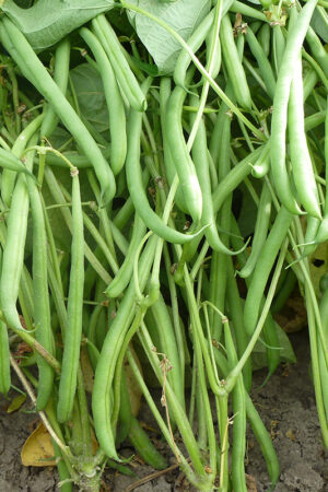 Stamslaboon 'Domino' - Afbeelding 3