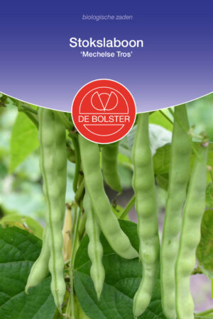 Stokslaboon 'Mechelse Tros' - Afbeelding 1