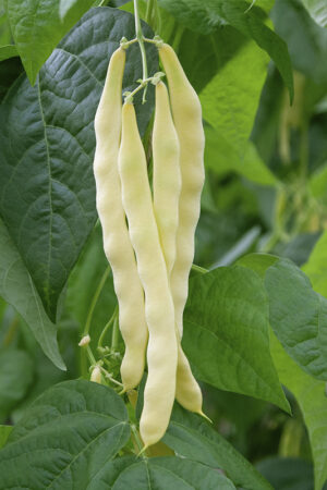 Stoksnijboon 'Golden Gate' - Afbeelding 3