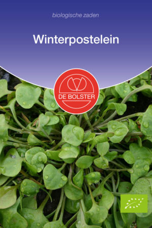 Winterpostelein - Afbeelding 1