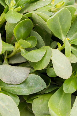 Zomerpostelein - Afbeelding 3