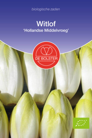 Witlof 'Hollandse Middelvroeg' - Afbeelding 1