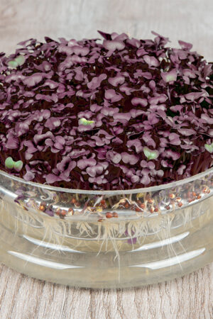 Radijskers 'Sango Purple' - Afbeelding 3